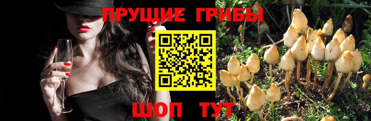 Псилоцибиновые грибы MAGIC MUSHROOMS  Вход с VPN  Лабинск 